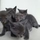 Russian Blue Cats for sale in Huntsville, TX, USA. price: NA
