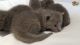Russian Blue Cats for sale in Florida, NY, USA. price: $450