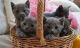 Russian Blue Cats for sale in Houston, TX, USA. price: NA