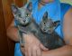 Russian Blue Cats for sale in Chicago, IL, USA. price: $300