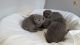 Russian Blue Cats for sale in Northview Ave, Anderson, SC 29625, USA. price: $450