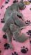 Russian Blue Cats for sale in 203 NJ-4, Elmwood Park, NJ 07407, USA. price: $400