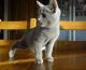 Russian Blue Cats for sale in Seattle, WA 98161, USA. price: $500