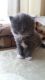 Russian Blue Cats for sale in New York County, NY, USA. price: NA