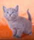 Russian Blue Cats for sale in 10006 4th Ave, Brooklyn, NY 11209, USA. price: NA