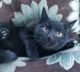 Russian Blue Cats for sale in Fairbanks, AK, USA. price: $150