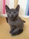 Russian Blue Cats for sale in Chicago, IL, USA. price: $500