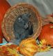 Russian Blue Cats for sale in Central Ave, Jersey City, NJ, USA. price: $300