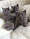 Russian Blue Cats for sale in Minneapolis, MN 55415, USA. price: $500
