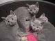 Russian Blue Cats for sale in Black River Falls, WI 54615, USA. price: NA