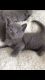 Russian Blue Cats for sale in Columbus, OH, USA. price: $500