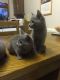 Russian Blue Cats for sale in Salt Lake City, UT 84101, USA. price: NA