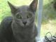 Russian Blue Cats for sale in New York, NY, USA. price: NA