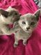 Russian Blue Cats for sale in Dayton, OH, USA. price: NA
