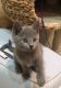 Russian Blue Cats for sale in San Francisco, CA, USA. price: NA