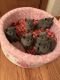 Russian Blue Cats for sale in Rockford, IL, USA. price: NA