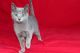Russian Blue Cats for sale in Columbus, OH 43215, USA. price: NA