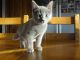 Russian Blue Cats for sale in Garden Grove, CA, USA. price: NA