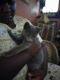 Russian Blue Cats for sale in Roanoke, VA, USA. price: NA