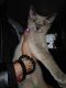 Russian Blue Cats for sale in Roanoke, VA, USA. price: NA
