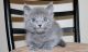 Russian Blue Cats for sale in Lansing, MI 48930, USA. price: $500