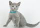 Russian Blue Cats for sale in Denver, CO 80208, USA. price: NA