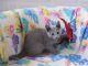 Russian Blue Cats for sale in Charlotte, NC, USA. price: NA