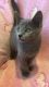 Russian Blue Cats for sale in Detroit, MI 48216, USA. price: NA