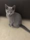 Russian Blue Cats for sale in Glendale, AZ, USA. price: $500