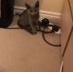 Russian Blue Cats for sale in Hartford, CT, USA. price: NA