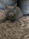 Russian Blue Cats for sale in Indianapolis, IN, USA. price: $500