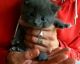 Russian Blue Cats for sale in Wichita, KS 67208, USA. price: $500
