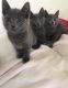 Russian Blue Cats for sale in Jackson, MS 39206, USA. price: NA