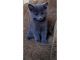 Russian Blue Cats for sale in Richmond, VA, USA. price: $500