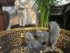 Russian Blue Cats for sale in Penn Ave S, Minneapolis, MN, USA. price: NA