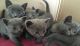 Russian Blue Cats for sale in Lake Carolyn Pkwy, Irving, TX 75039, USA. price: NA