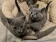 Russian Blue Cats for sale in Portland, OR, USA. price: NA