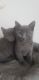 Russian Blue Cats for sale in Phoenix, AZ, USA. price: $500