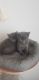 Russian Blue Cats for sale in New York, NY, USA. price: $500