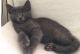 Russian Blue Cats for sale in Fargo, ND, USA. price: NA