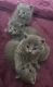 Russian Blue Cats for sale in Milwaukee, WI, USA. price: NA