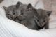 Russian Blue Cats for sale in New Caney, TX 77357, USA. price: $400
