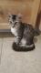 Russian Blue Cats for sale in TWN N CNTRY, FL 33615, USA. price: NA