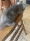 Russian Blue Cats for sale in Apple Valley, CA, USA. price: $150
