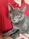 Russian Blue Cats for sale in 4302 Forrest Hill Rd, Colorado Springs, CO 80907, USA. price: NA
