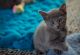 Russian Blue Cats for sale in Helena, MT, USA. price: $600