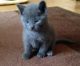 Russian Blue Cats for sale in Douglasville, GA, USA. price: NA