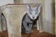 Russian Blue Cats for sale in Chicago, IL, USA. price: $2,000