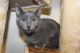 Russian Blue Cats for sale in Chicago, IL, USA. price: $1,900