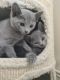 Russian Blue Cats for sale in Philadelphia, PA, USA. price: $500